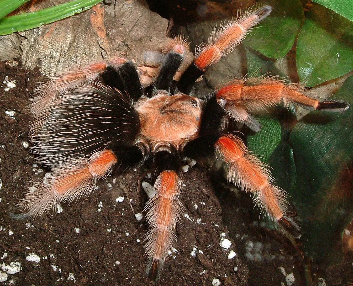 21281 mexican fireleg tarantula molting