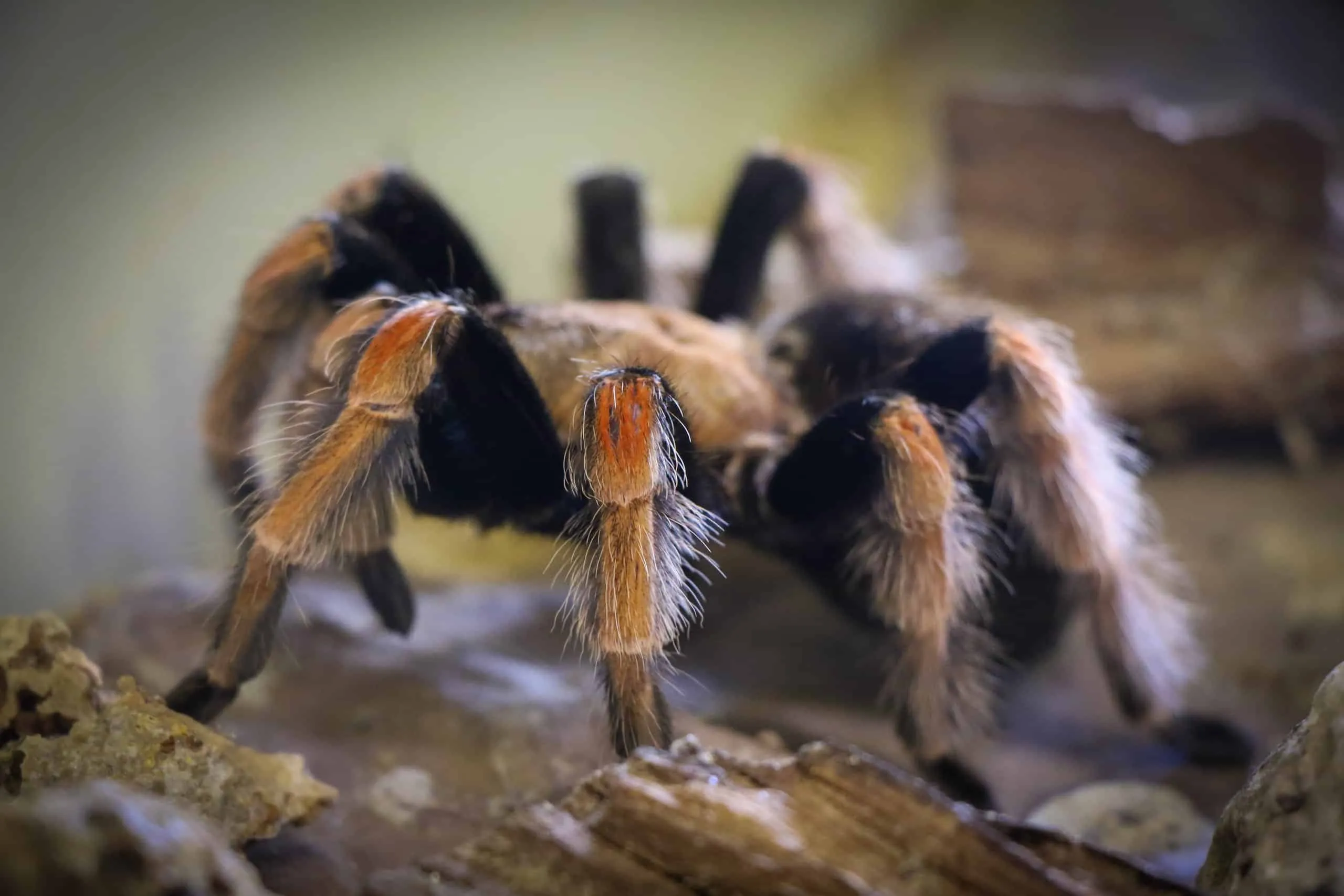 21281 mexican fireleg tarantula substrate