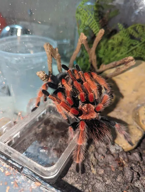 /img/21281-mexican-fireleg-tarantula-water.webp