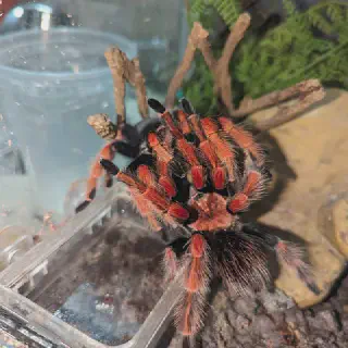 /img/21281-mexican-fireleg-tarantula-water.webp