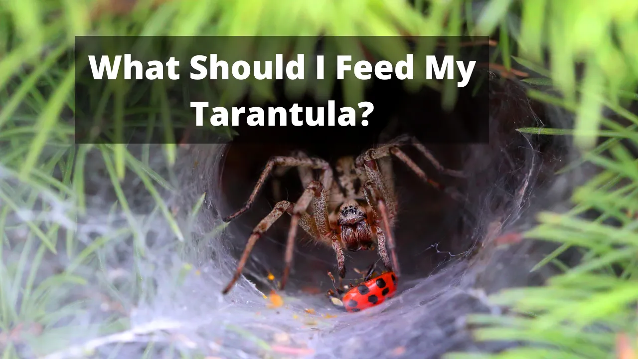 21282 tarantula feeding frequency