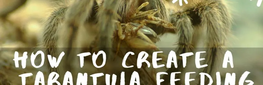 21282 tarantula juvenile