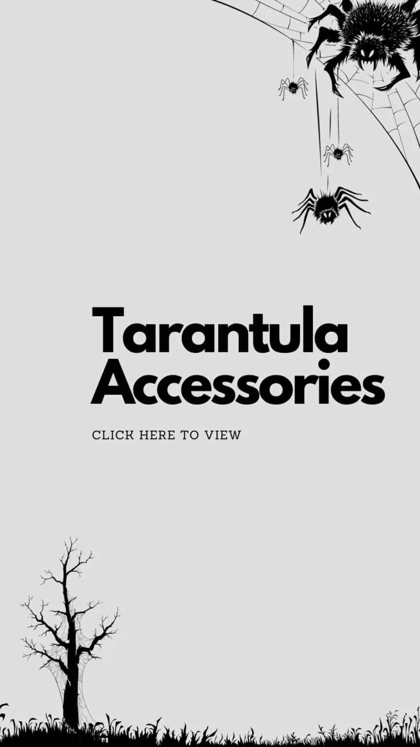 21282 tarantula species