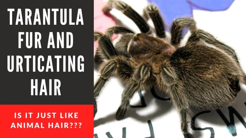 21283 tarantula defense