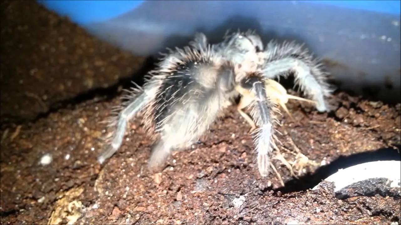 21283 tarantula kicking process