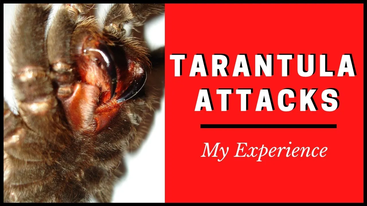 21283 tarantula targeting