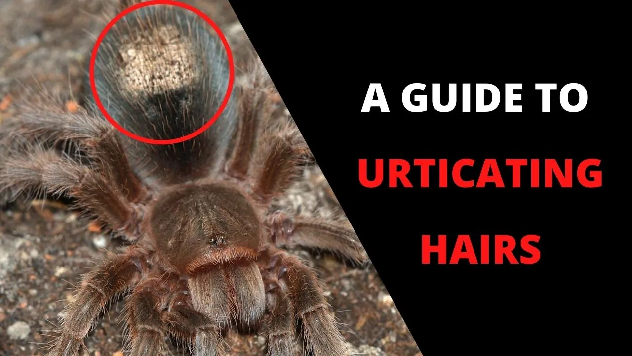 21283 urticating hairs location