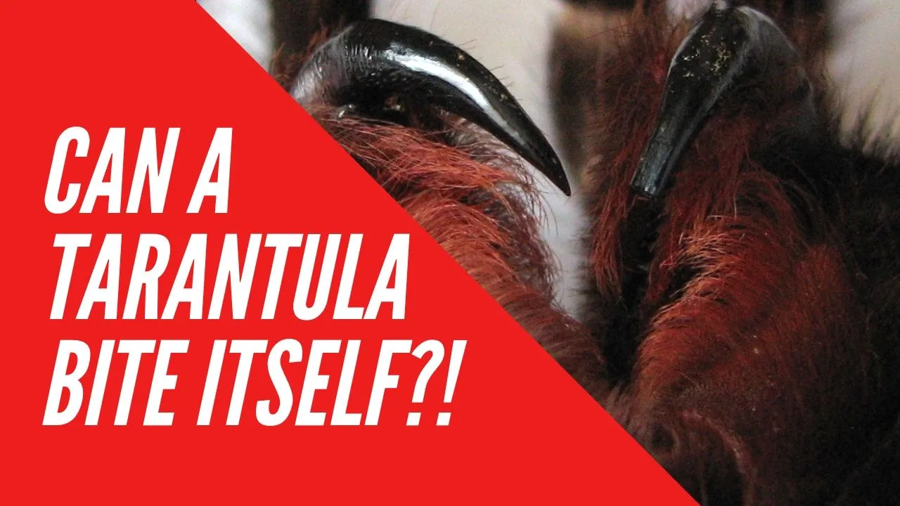 21284 aggressive tarantula