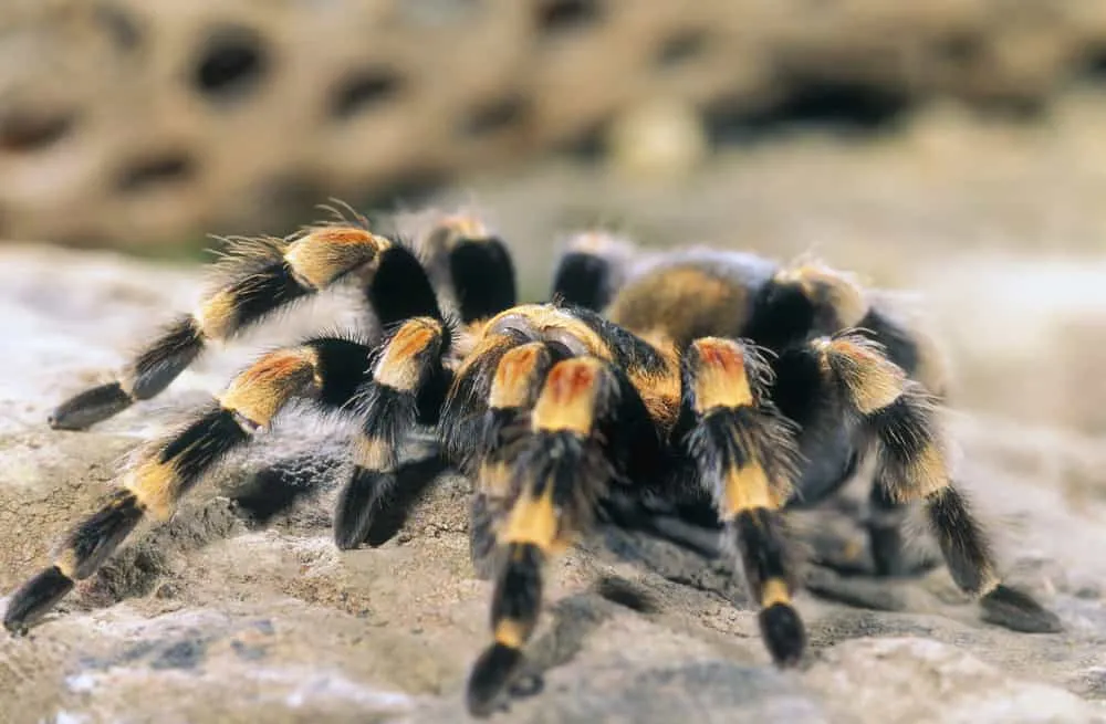21284 tarantula bite severity