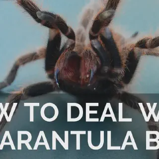 /img/21284-tarantula-handling.webp