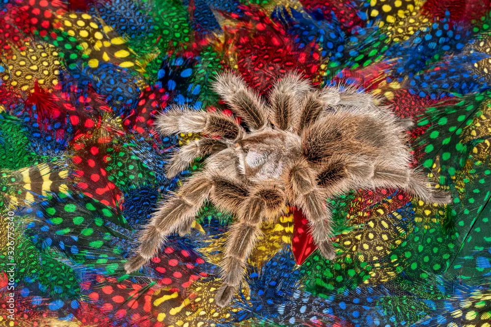 21285 female rose hair tarantula size