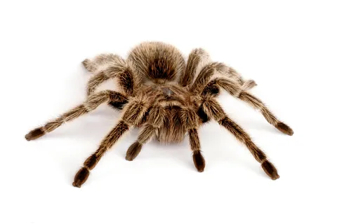 21285 rose hair tarantula enclosure