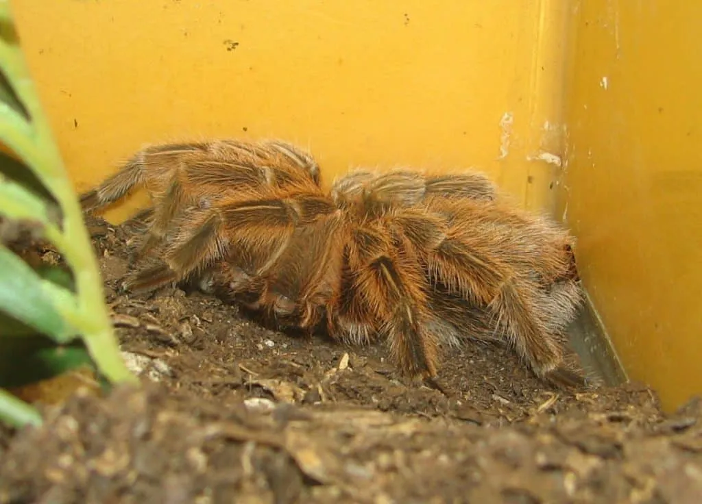 21285 rose hair tarantula habitat