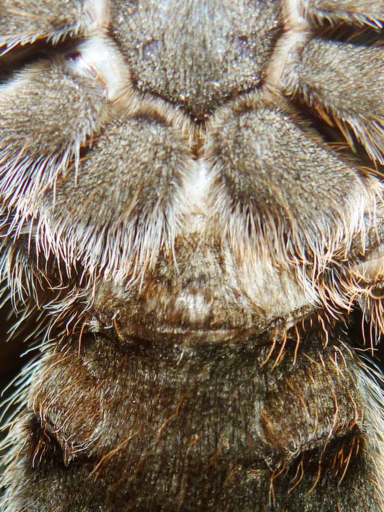 /img/21285-rose-hair-tarantula-molting.webp