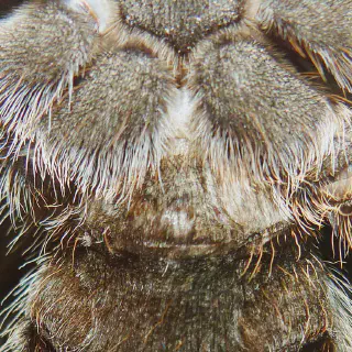 /img/21285-rose-hair-tarantula-molting.webp