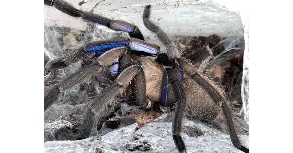 21286 virginia cheeseman tarantula behavior