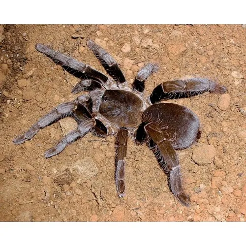 21286 virginia cheeseman tarantula feeding