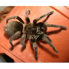 /img/21286-virginia-cheeseman-tarantula-mating.webp