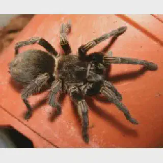 /img/21286-virginia-cheeseman-tarantula-mating.webp