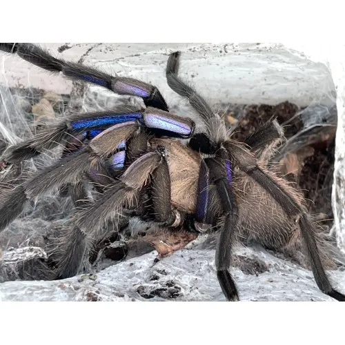 21286 virginia cheeseman tarantula overview