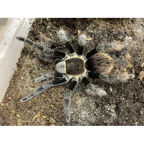 21286 virginia cheeseman tarantula size