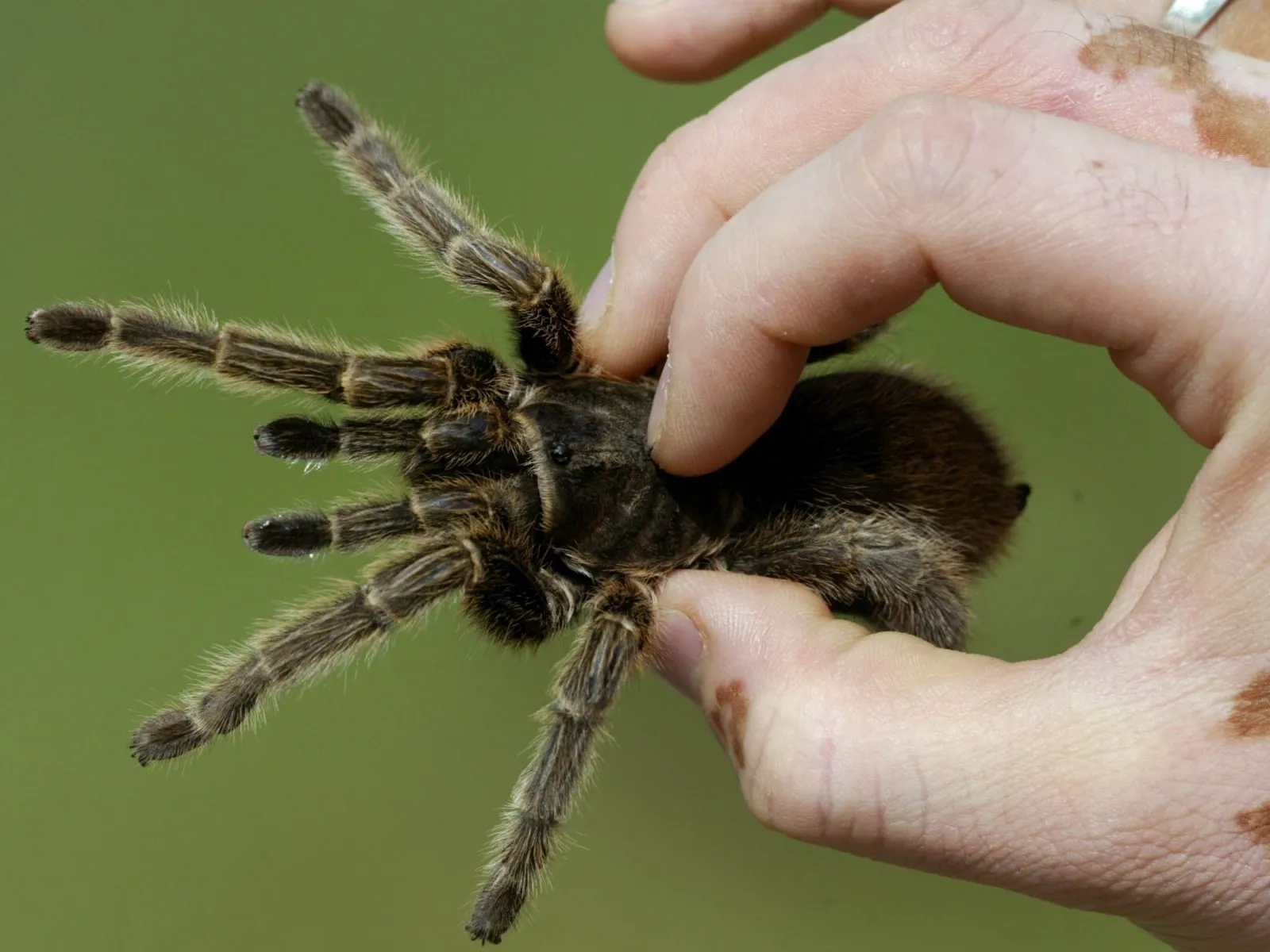 21287 healthy tarantula