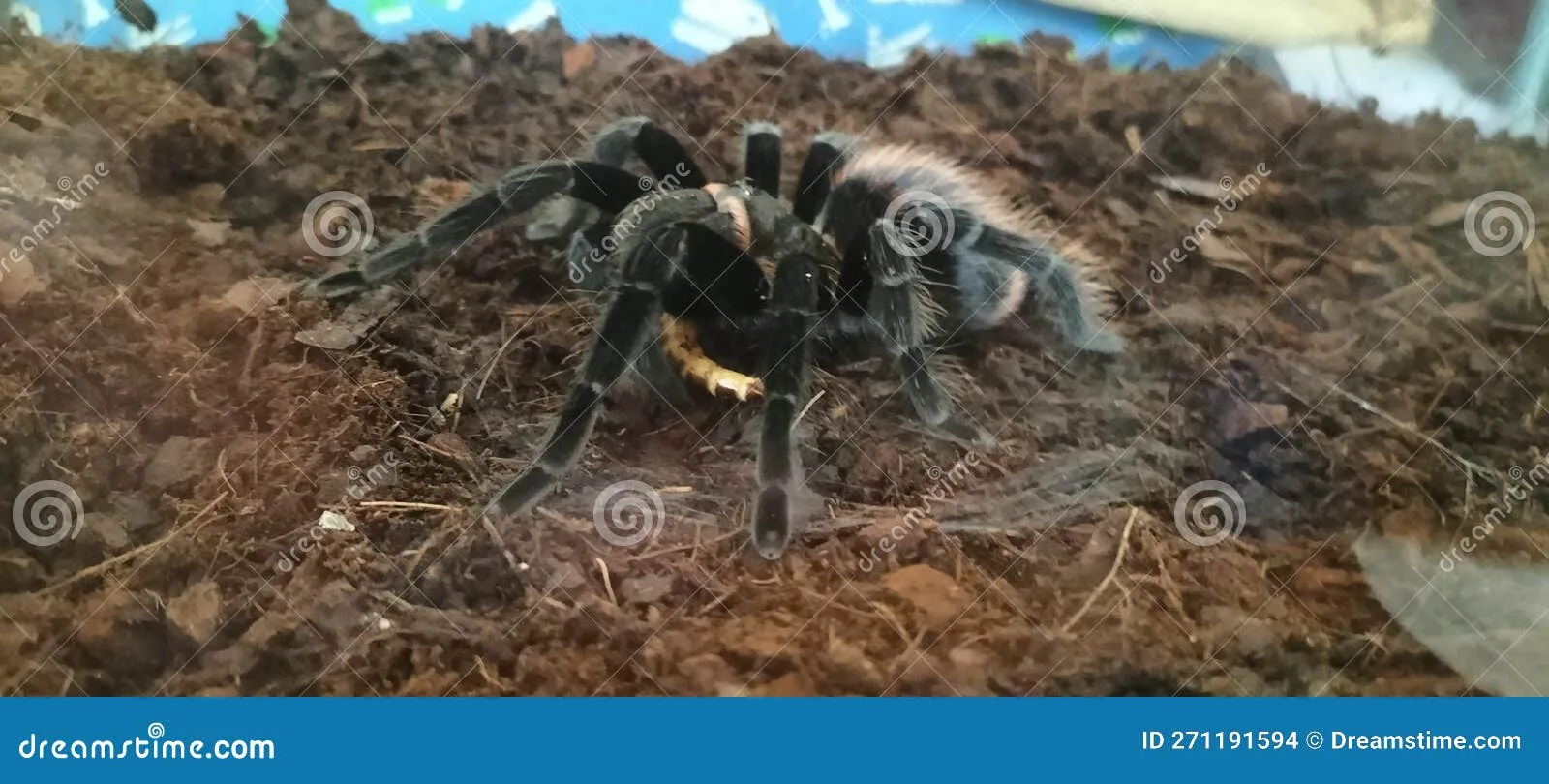 21287 mouse size comparison