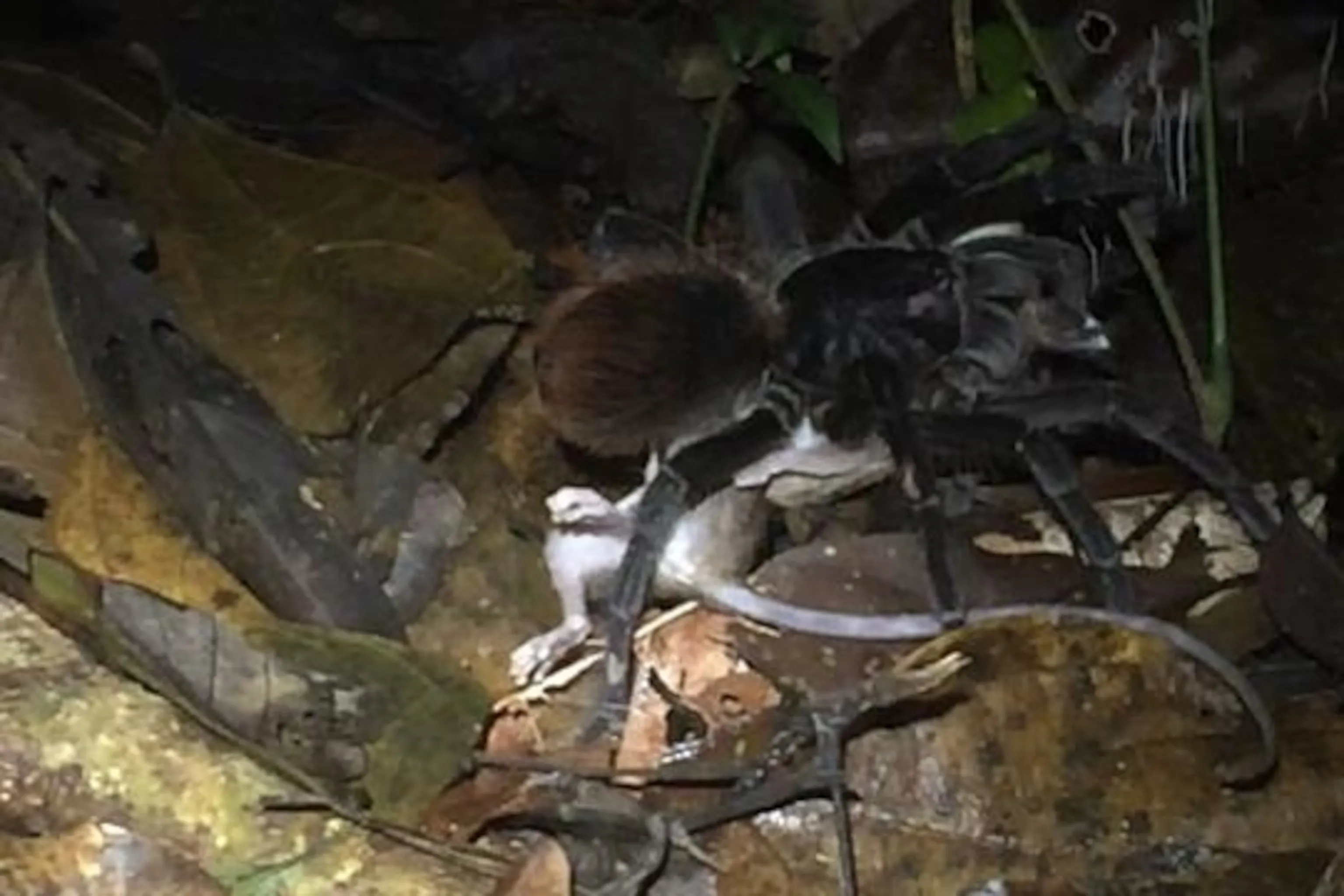 21287 tarantula eating mouse