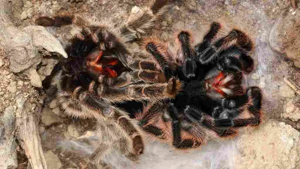 21287 tarantula species example