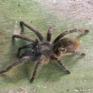 /img/21288-tarantula-breeding.webp