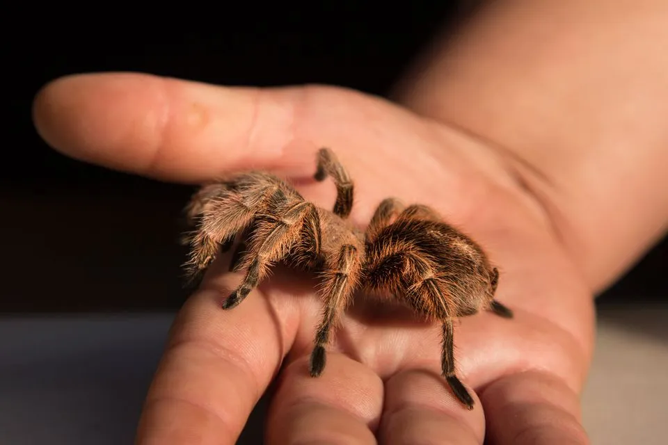 21288 tarantula enclosure