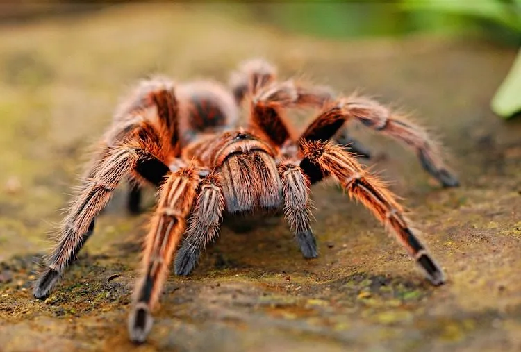 21288 tarantula handling