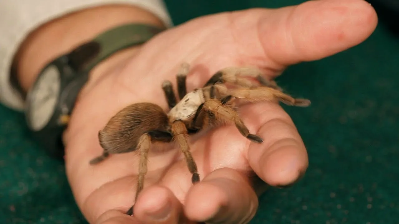 21288 tarantula molting
