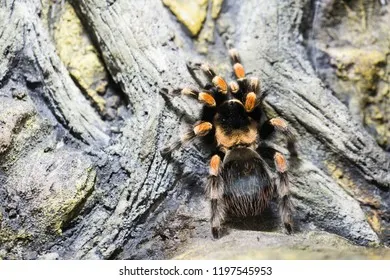 /img/21289-costa-rican-zebra-tarantula-enclosure.webp