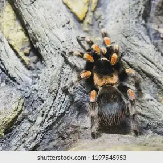/img/21289-costa-rican-zebra-tarantula-enclosure.webp