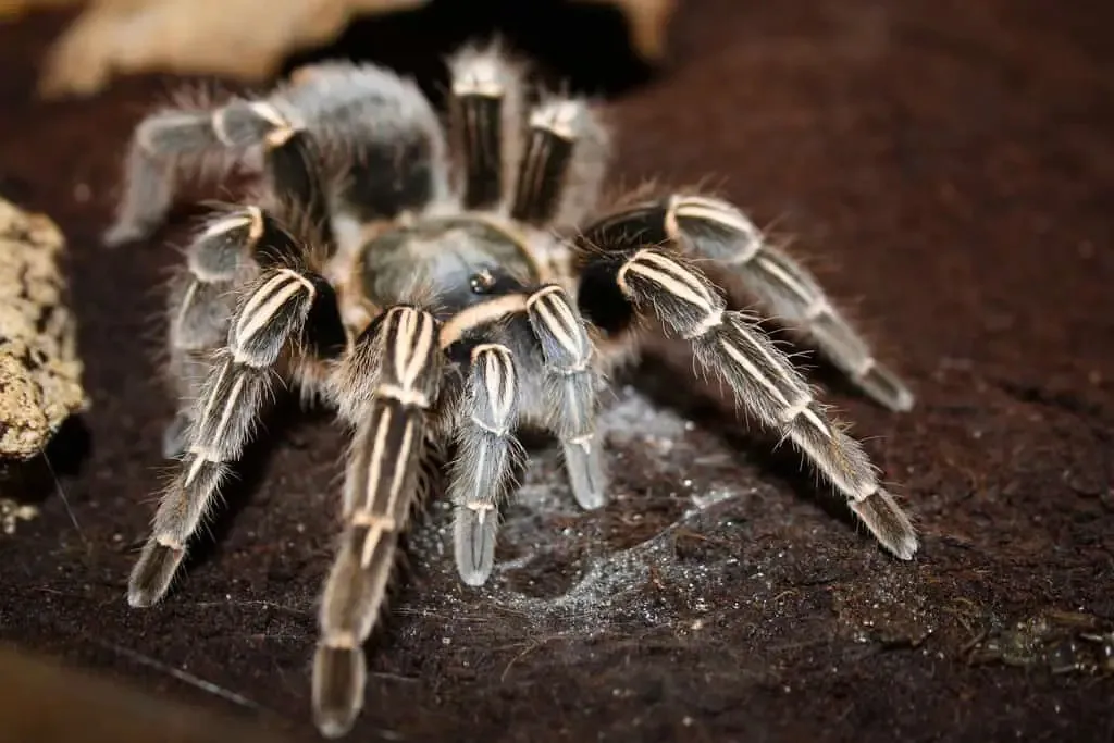 21289 costa rican zebra tarantula feeding
