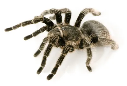 21289 costa rican zebra tarantula habitat