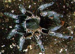 21289 costa rican zebra tarantula substrate