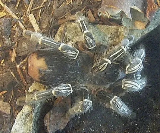 21289 costa rican zebra tarantula water