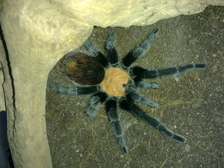 /img/21290-tarantula-color.webp