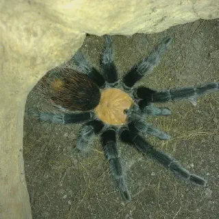 /img/21290-tarantula-color.webp