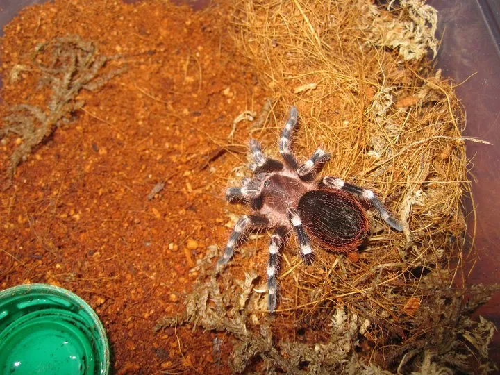 21290 tarantula hunting
