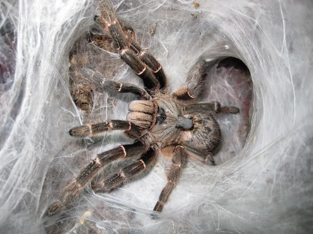 21290 tarantula lifespan