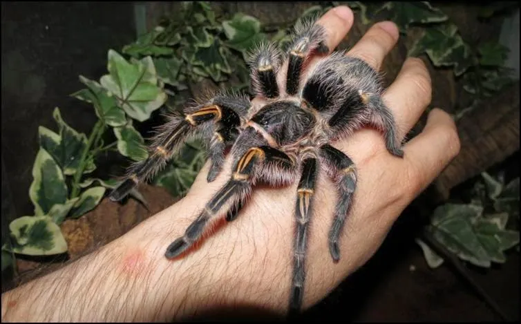 21290 tarantula species qatar