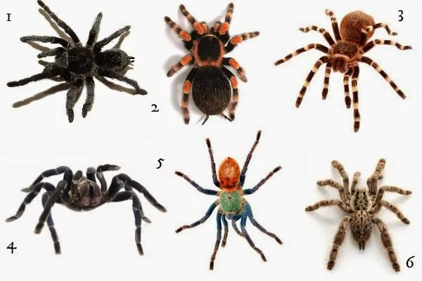 21290 tarantula venom