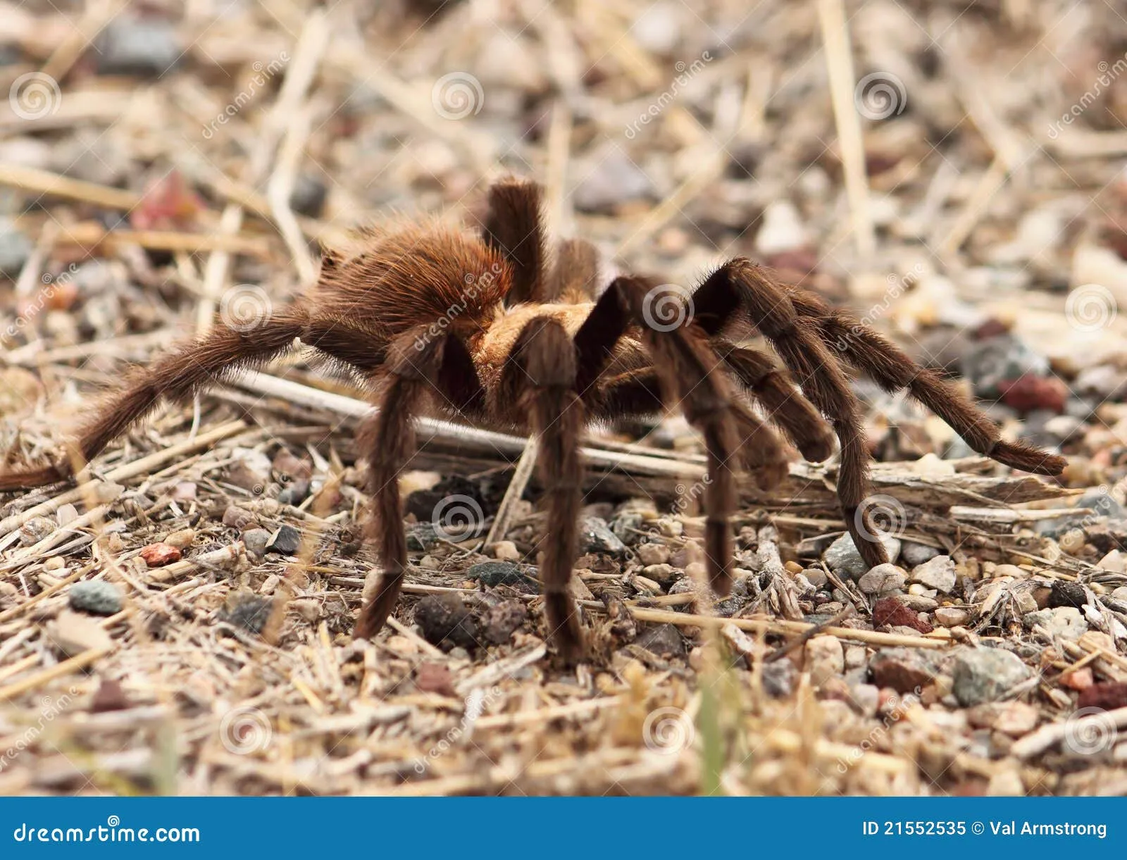 /img/21291-tarantula-migration-view.webp