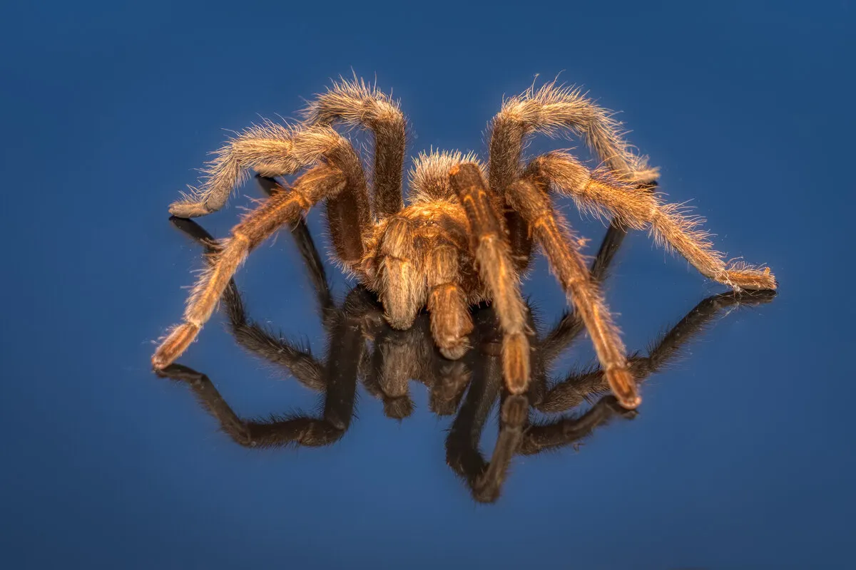21292 blond tarantula breeding