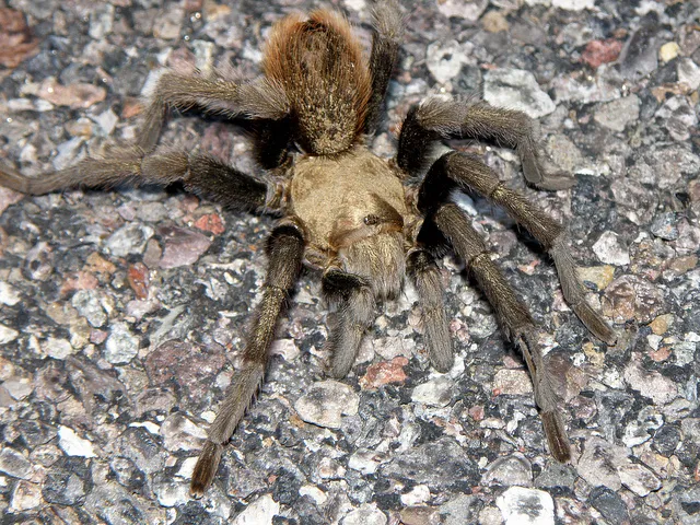 21292 blond tarantula closeup
