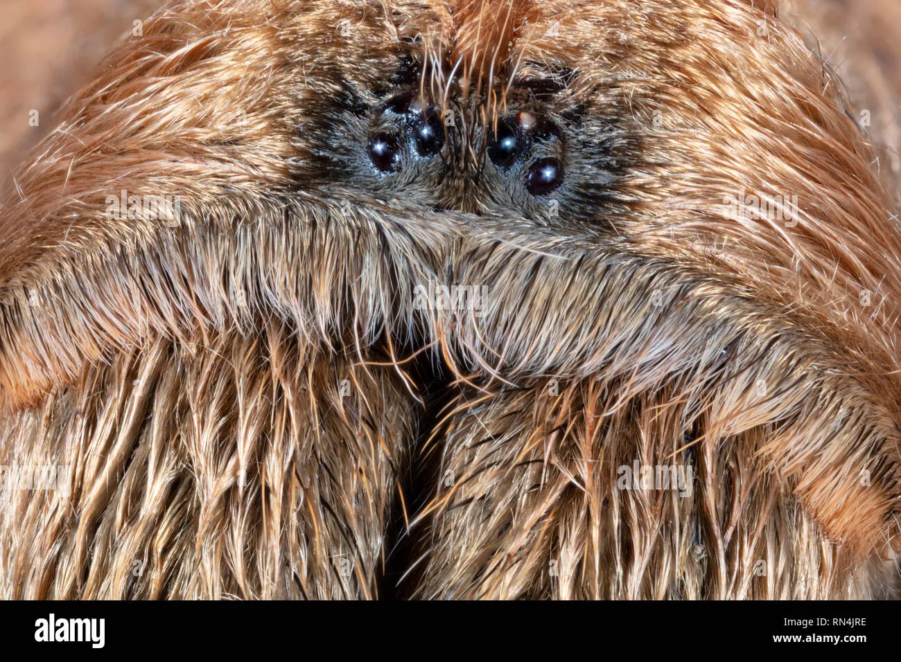 /img/21292-blond-tarantula-enclosure.webp