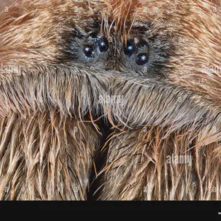 /img/21292-blond-tarantula-enclosure.webp